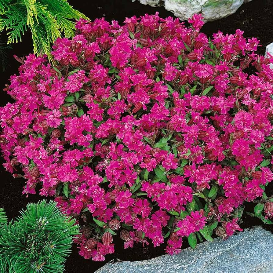 Silene-cluster pink flowers grown from seeds with vibrant pink petals and clustered growth